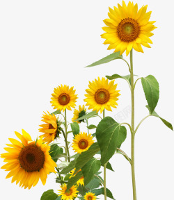 创意合成阳光下的向日葵花卉素材