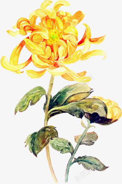手绘油画花卉植物素材
