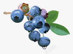 蓝莓蓝色手绘的蓝莓果实画高清图片