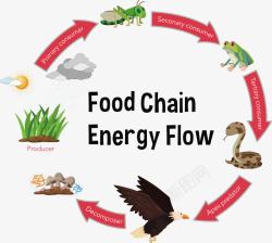 生物链动物食物链矢量图高清图片