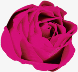 枚红色玫瑰美容海报素材