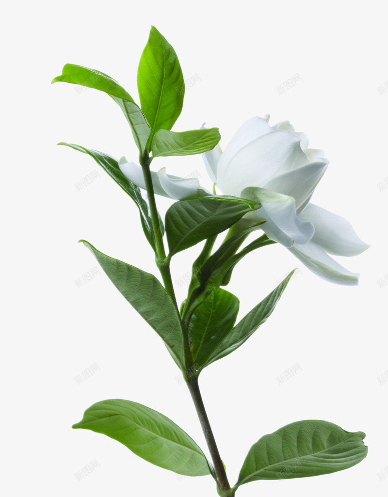 长白色花朵的绿树枝png免抠素材_88icon https://88icon.com 树枝 白色 花朵