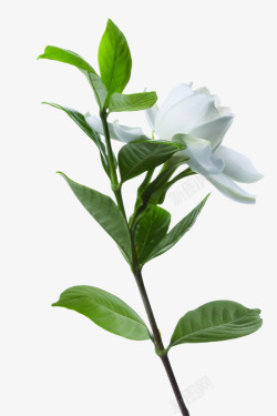 长白色花朵的绿树枝素材
