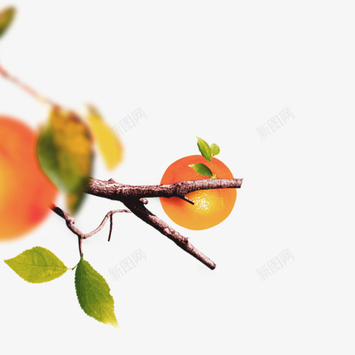 树枝上的一个橘子png免抠素材_88icon https://88icon.com 一个 树叶 树枝 橘子