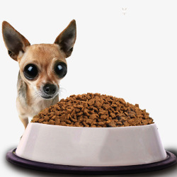 小狗吃狗粮食物图素材