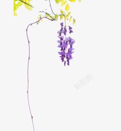 紫藤花的藤蔓素材