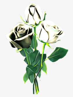 白玫瑰花素材