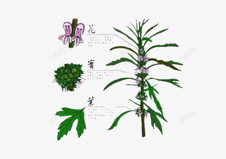 益母草花png免抠素材_88icon https://88icon.com png图片 免费png元素 植物 益母草 花卉 花朵 草药 装饰 高清免费png