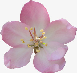 春季粉色樱花花朵素材