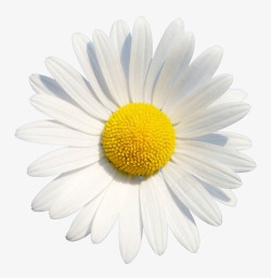 抽象鲜花庆典花卉白色花朵素材