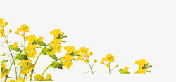 手绘水彩花卉插图清新黄色油菜花素材