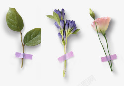 花卉植物分类紫罗兰素材