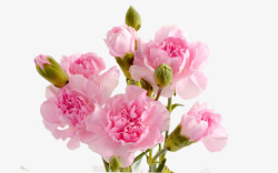 粉色康乃馨花卉海报背景素材