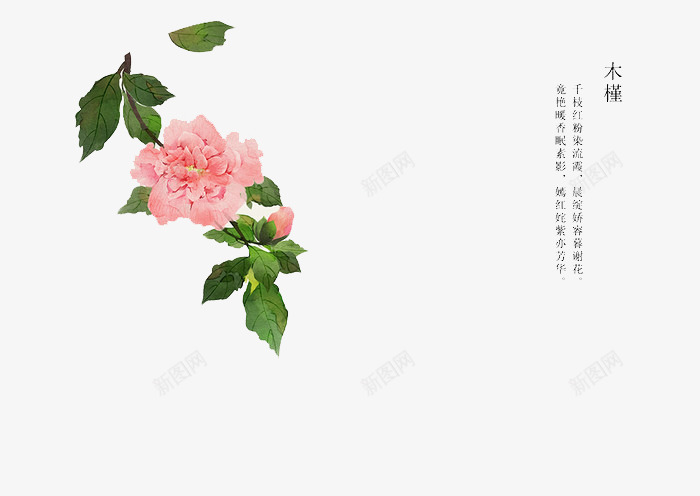 手绘花卉png免抠素材_88icon https://88icon.com 卡通 手绘 手绘插画 插画 木槿