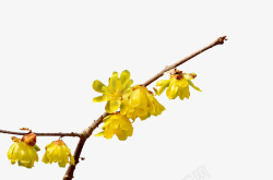 黄色花枝黄色腊梅花高清图片