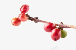 一串红色成熟的咖啡果实物素材
