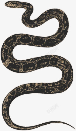 黑蛇实物蛇高清图片