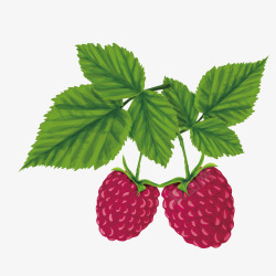 树莓矢量图素材