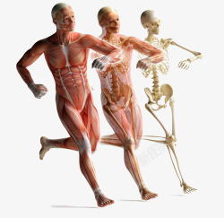 骨骼模型运动的人体肌肉解剖高清图片