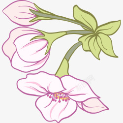 手绘樱花花朵花骨朵插画矢量图素材