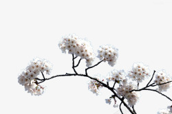 白色樱花枝素材