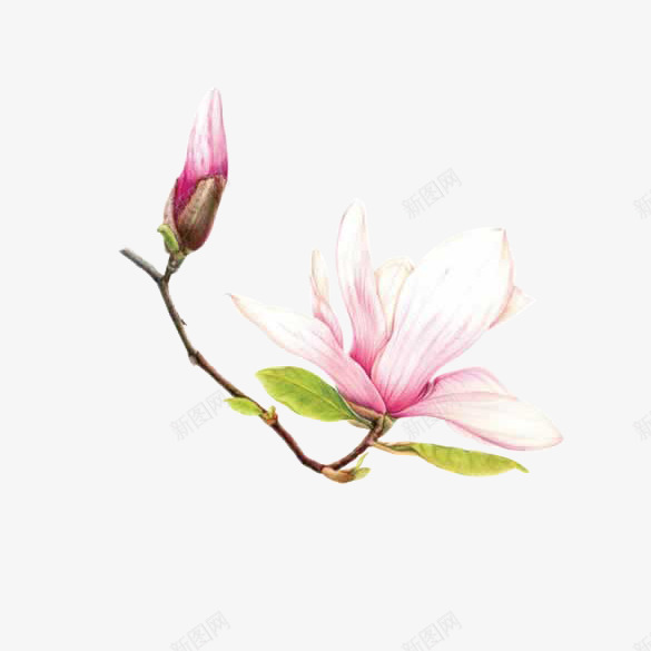 手绘粉色梧桐花png免抠素材_88icon https://88icon.com 手绘 插图 插画 梧桐 梧桐花 花卉 花朵 设计