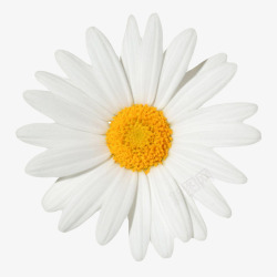 白色植物黄色芯的一朵大花实物素材