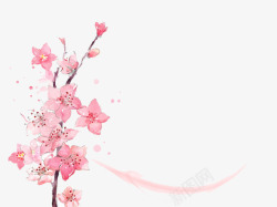 一枝盛开的多个花朵的梅花树枝素材