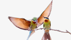 站枝头的鸟类两只枝头的鸟高清图片