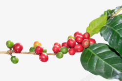 红色的一串咖啡果和树叶实物素材