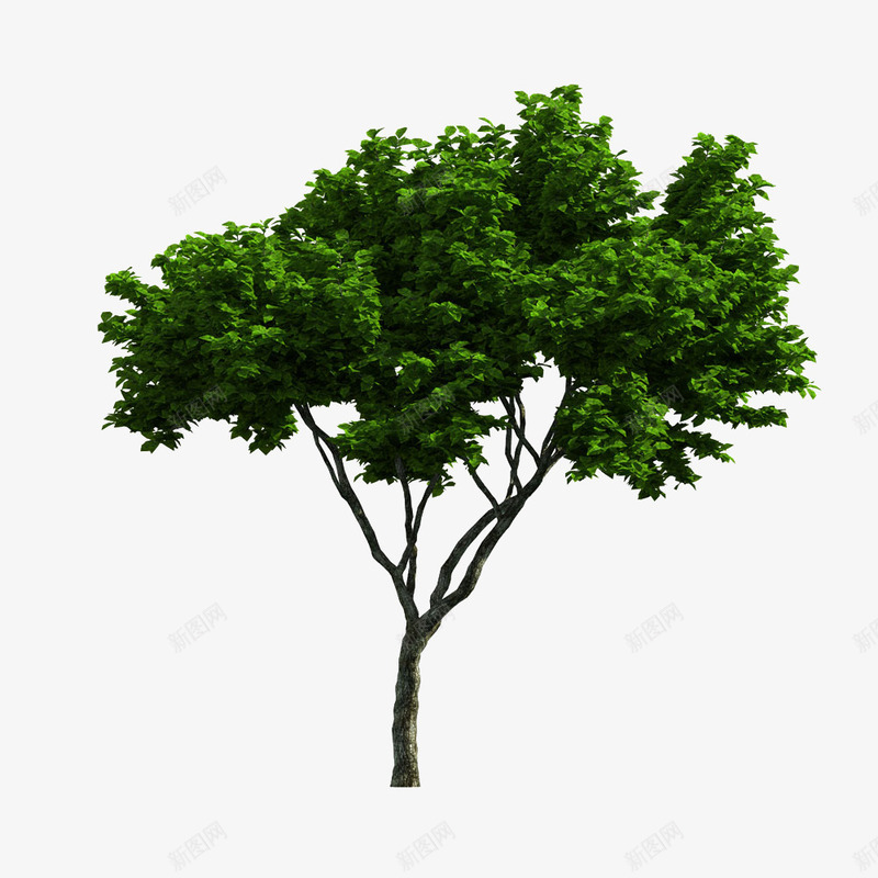 小桉树png免抠素材_88icon https://88icon.com 大树 小树 树叶 树木 树枝 桉树 植物