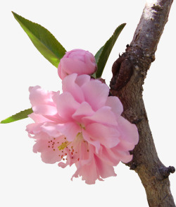 春季粉色樱花树枝素材