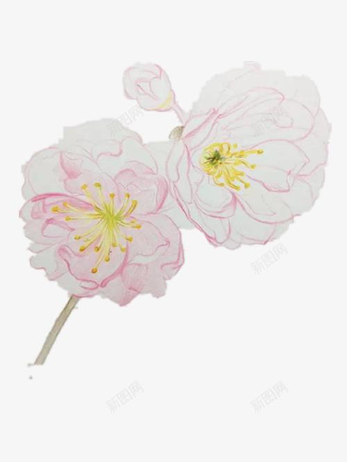 粉色的手绘樱花png免抠素材_88icon https://88icon.com 好看的樱花 手绘樱花 漂亮的樱花 粉色的樱花