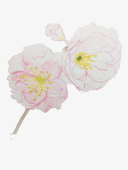 粉色的手绘樱花素材