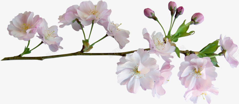 花朵海报背景卡通鲜花png免抠素材_88icon https://88icon.com 手绘花朵 手绘花朵素材 抽象花朵 植物花卉 植物花卉素材 花束图片 鲜花 鲜花边框 鲜花边框素材