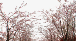 樱花树林素材