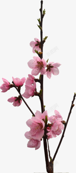 清新粉色桃花树枝装饰素材