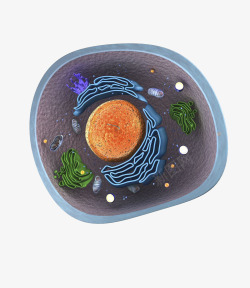 细胞器动物细胞核高清图片