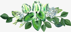 手绘绿色植物花卉素材