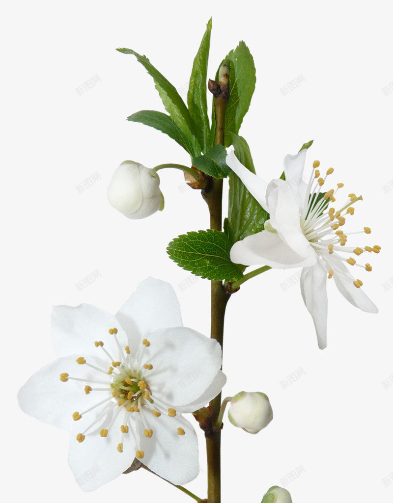 樱花png免抠素材_88icon https://88icon.com 树叶 树枝 植物 白色 花卉 花朵 鲜花