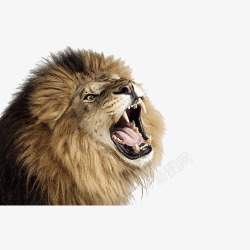 怒吼的狮子素材