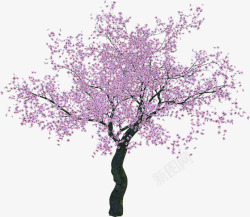 一棵樱花树素材