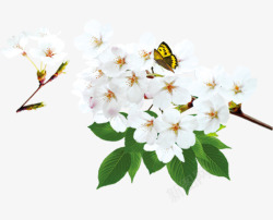 白色樱花上的蝴蝶素材