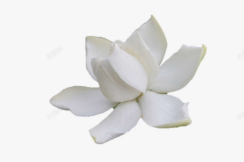 白色花卉png免抠素材_88icon https://88icon.com 白色 花卉 花瓣 花苞 茉莉花 茉莉花瓣