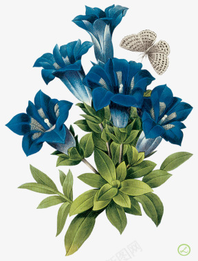 装饰花藤素材花卉花卉画图标图标