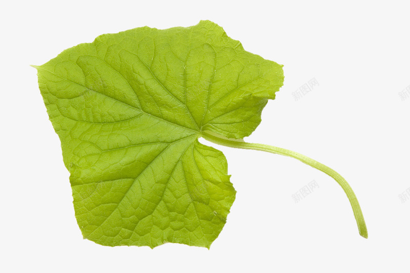 绿色简洁装饰黄瓜藤图png免抠素材_88icon https://88icon.com 健康饮食 环保 绿色蔬菜 黄瓜 黄瓜叶 黄瓜藤