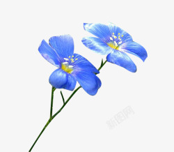 盛开的亚麻籽花素材