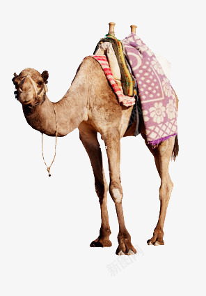 一只骆驼png免抠素材_88icon https://88icon.com 动物 沙漠 运输 骆驼科生物