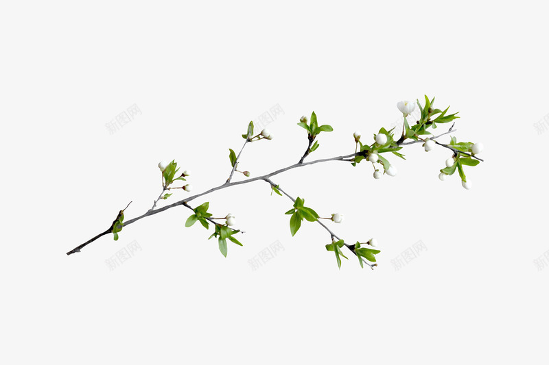 枝叶png免抠素材_88icon https://88icon.com 叶子 枝丫 树叶 树枝 绿叶