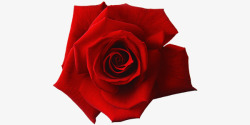红色玫瑰花美容素材